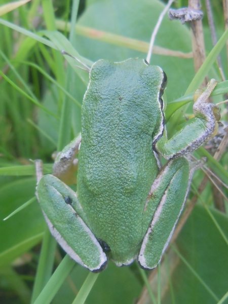 Hyla.... dalla Gallura - Hyla sarda